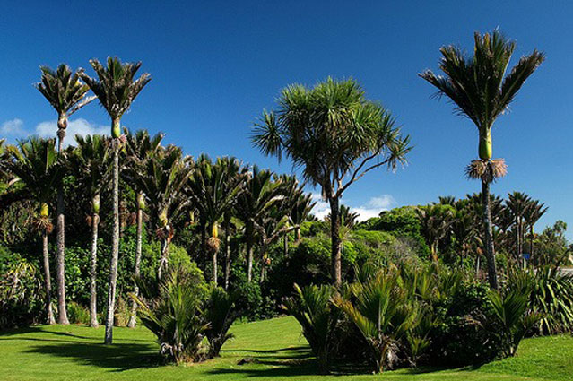 Nikau Punakaiki Accommodation West Coast New Zealand